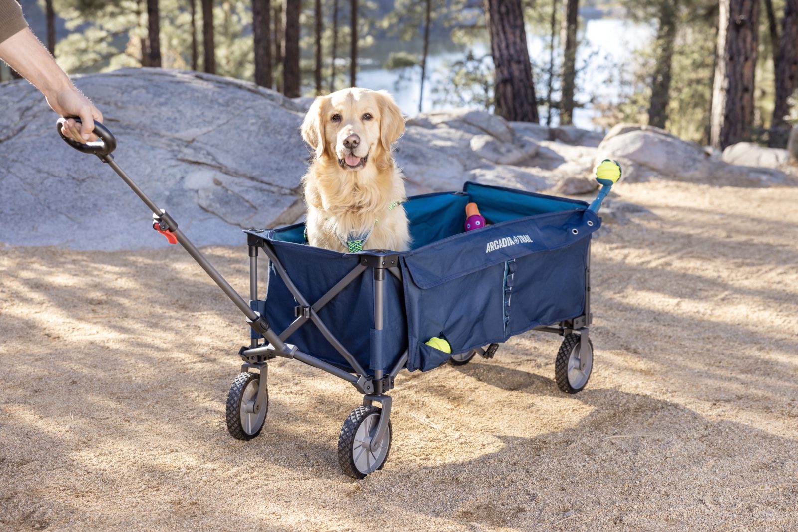 PetSmart searching for cat and dog 'chief toy testers,' offering $10,000  each